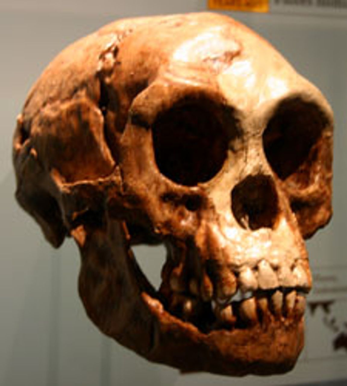 Homo floresiensis skull