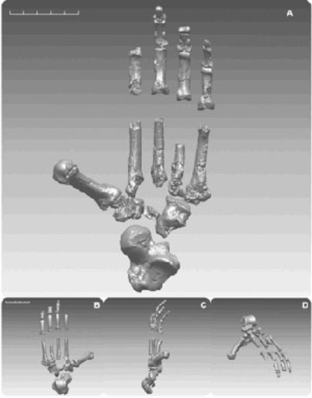 Figure 5. Reconstructed foot of an Ardipithecus specimen